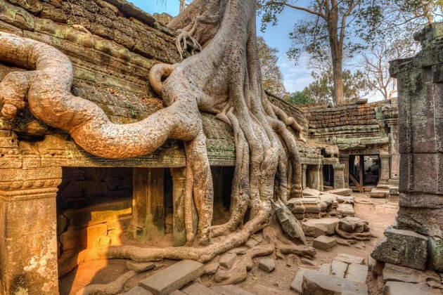 Ta Prohm Siem Reap shore excursions