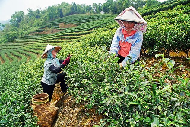 Tea Plantation Taipei shore excursions