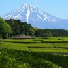 Hidden Treasure of Shizuoka