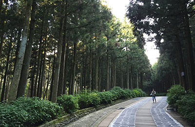 Jeolmul Forest Park Celebrity Millenium