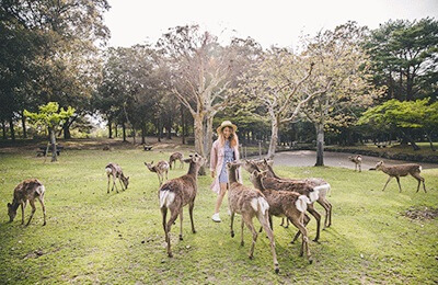 Nara Deer Park Celebrity Millenium 2020