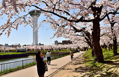 Goryokaku Park Cherry Blossom