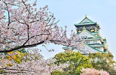 Osaka Castle Cherry Blossom