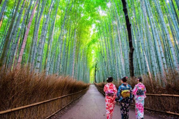 Arashiyama Bamboo Forest - Maizuru shore excursions