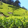 Colombo Traditional Tea & Herb Tour