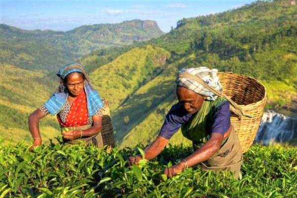 Colombo Traditional Tea & Herb Tour