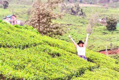 Colombo Traditional Tea & Herb Tour