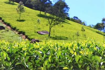 Colombo Traditional Tea & Herb Tour