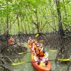 Langkawi Mangrove Trip by Kayak