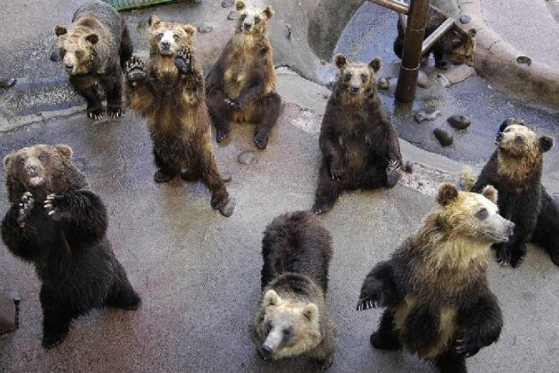 Noboribetsu Bear Park -Muroran shore excursions