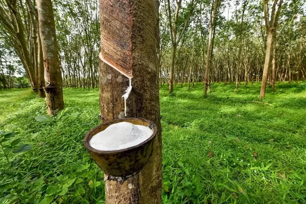 Phuket Safari Tour
