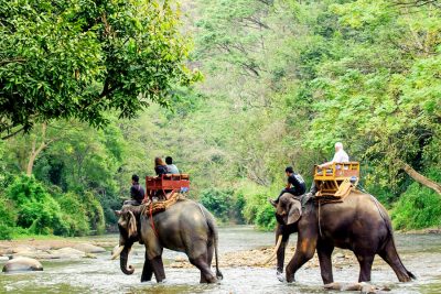 Phuket Safari Tour