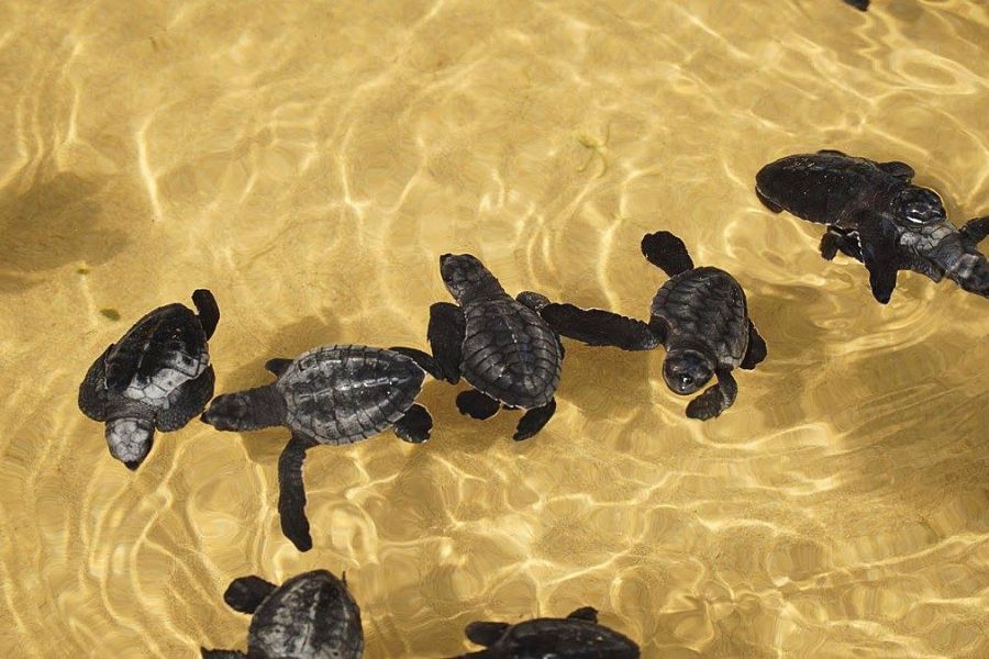 Sea Turtle Hatchery Sea Turtle Hatchery