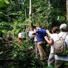 Langkawi Rainforest Explorer