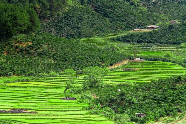 Chappi Mountains Coffee Tour