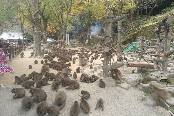 Takasakiyama Natural Zoological Garden - Shore Excursions