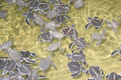 Turtle Hatchery in Kosgoda - Sri Lanka Shore Excursions