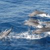 Whale & Dolphin watching - Shore Excursions