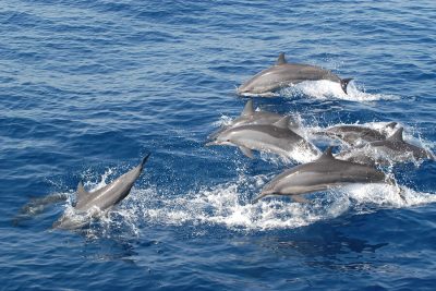 Whale & Dolphin watching - Shore Excursions
