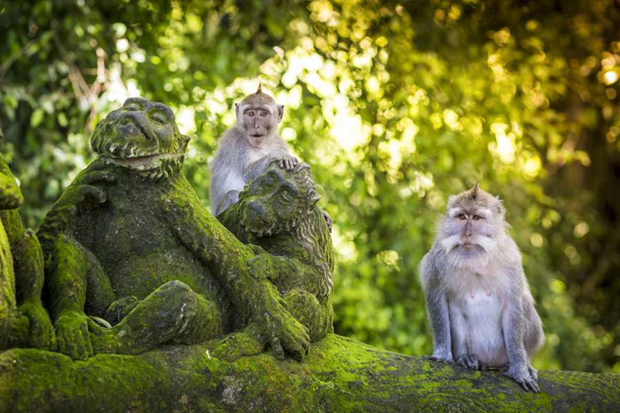 Lombok Monkey Forest -Lombok shore excursions