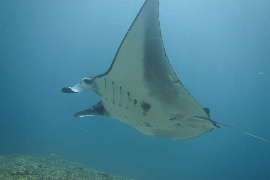 Manta Points - Komodo shore excursions