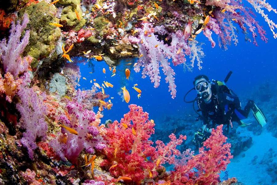 Tubbataha Reef - Palawan shore excursions