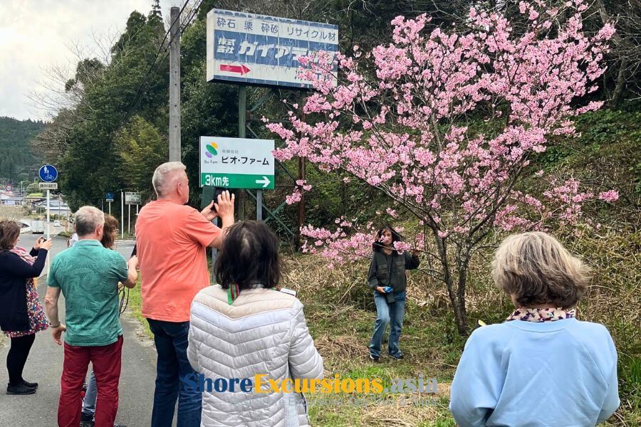 Cherry blossom in Japan