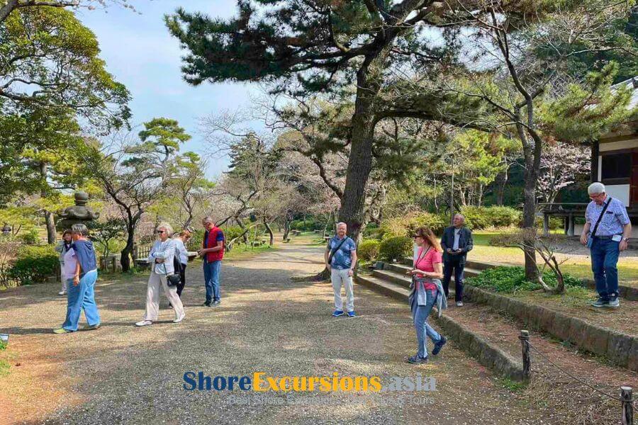 Cherry blossom in Yokohama Japan