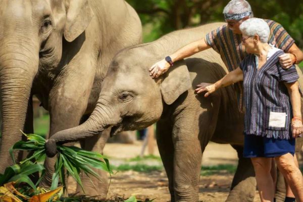 Pattaya Elephant Jungle Sanctuary