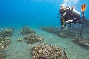Bangka Island Shore Excursions with Optional Diving