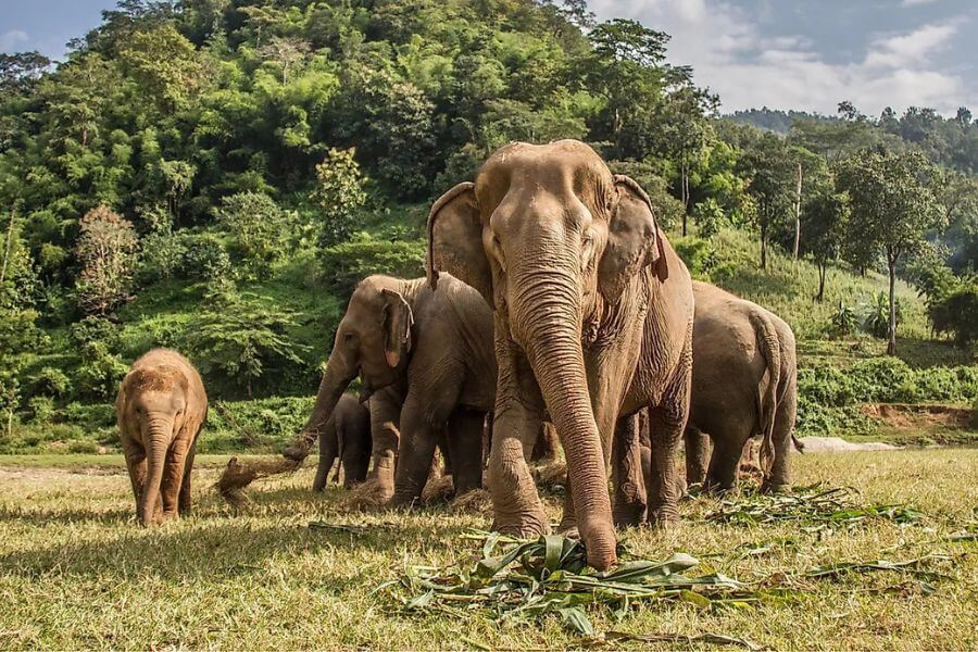Best Time and Places to See Wildlife in Asia