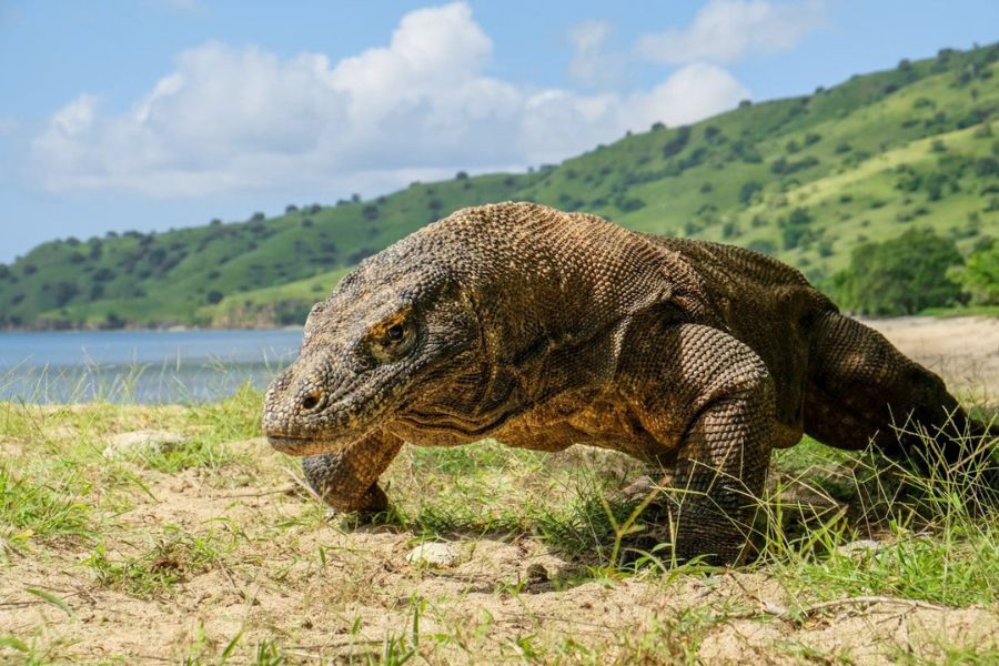 Komodo Dragons in Indonesia - Wildlife in Asia
