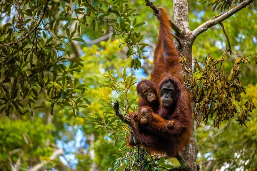 Orangutans in Borneo -Wildlife in Asia