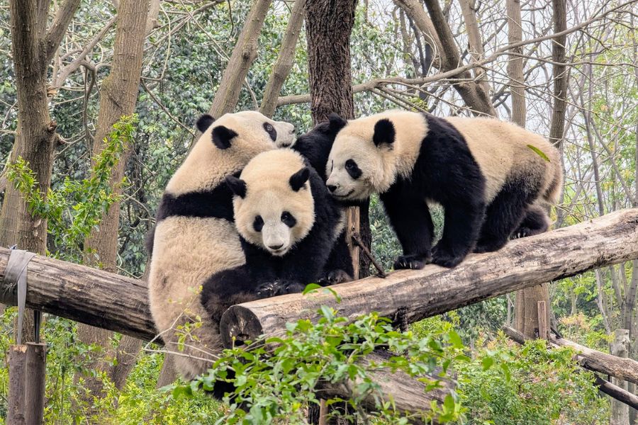 Pandas in Chengdu -Wildlife in Asia