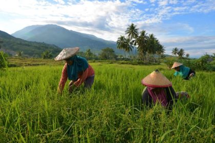 Rice fields in Karing Karing village