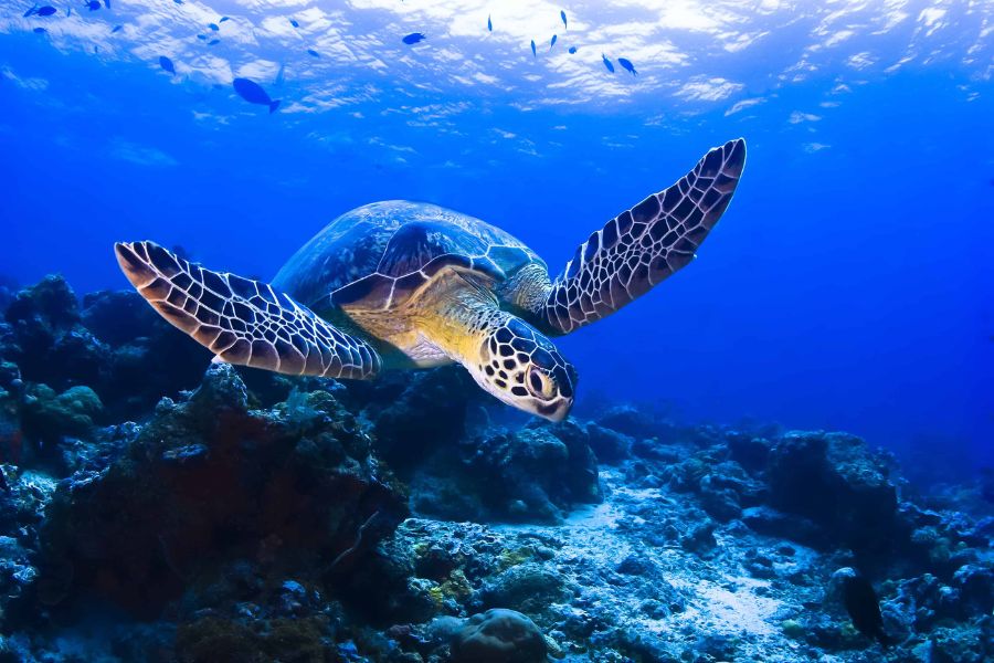 Sea Turtles in Sabah -Wildlife in Asia