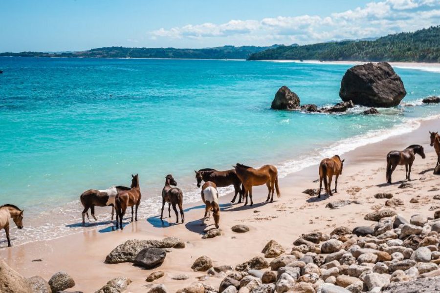 Sumba Shore Excursions,Island Tours & Day Trips for Cruise Passengers