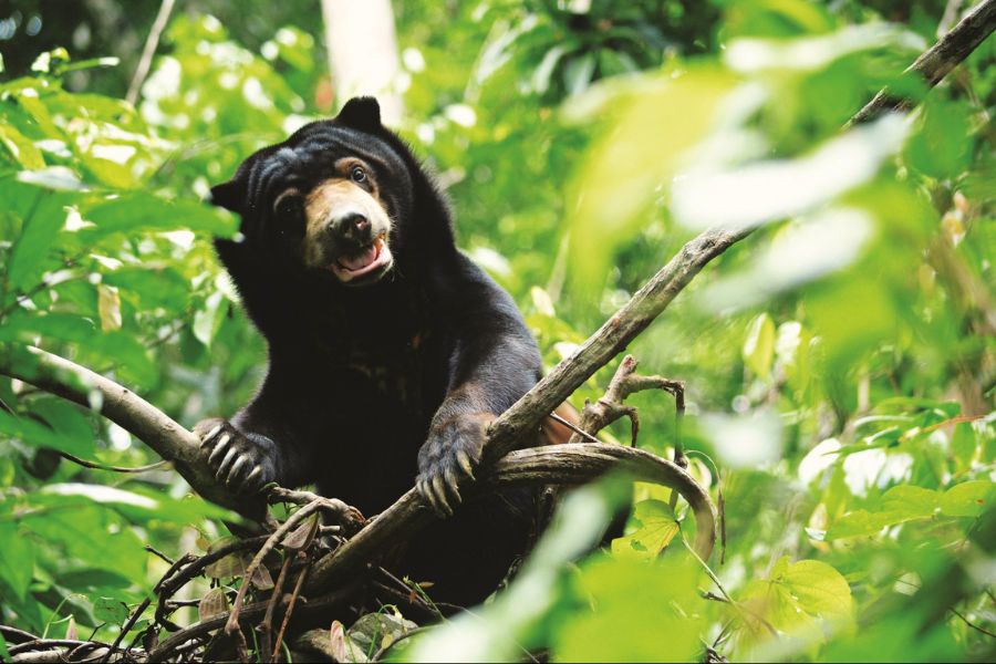 Sun Bears in Borneo -Wildlife Adventures in Asia