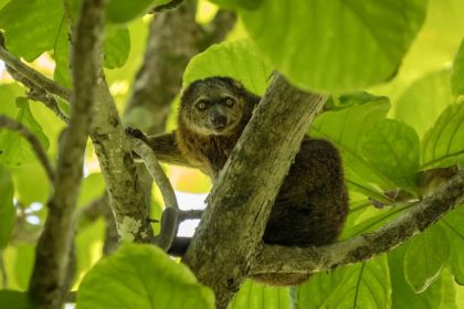 Tangkoko National Park - Bitung shore excursions