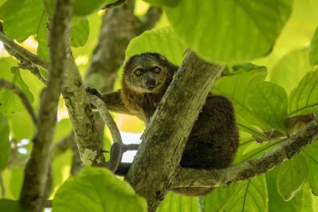 Tangkoko National Park - Bitung shore excursions