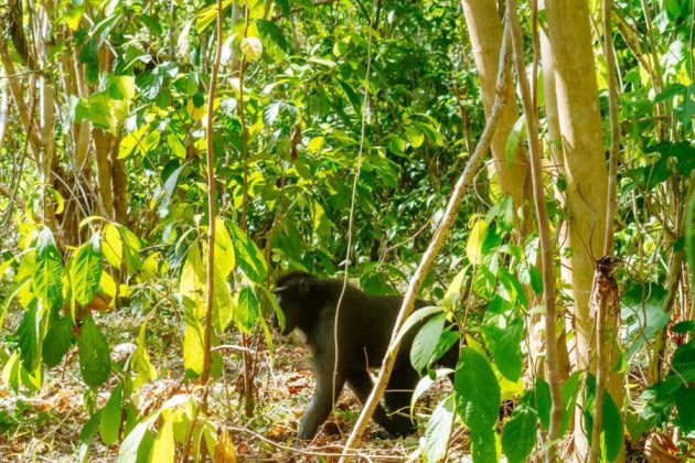Tangkoko Nature Reserve - Bitung shore excursions