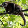 Tangkoko Wildlife Adventure & Waruga Archeological