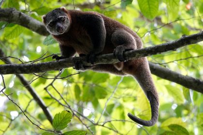 Tangkoko Wildlife Adventure & Waruga Archeological