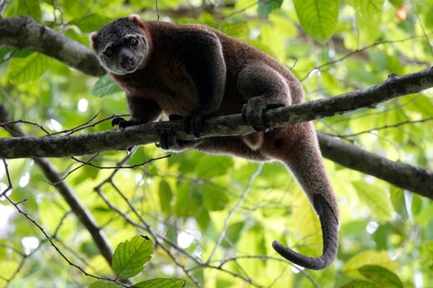 Tangkoko Wildlife Adventure & Waruga Archeological
