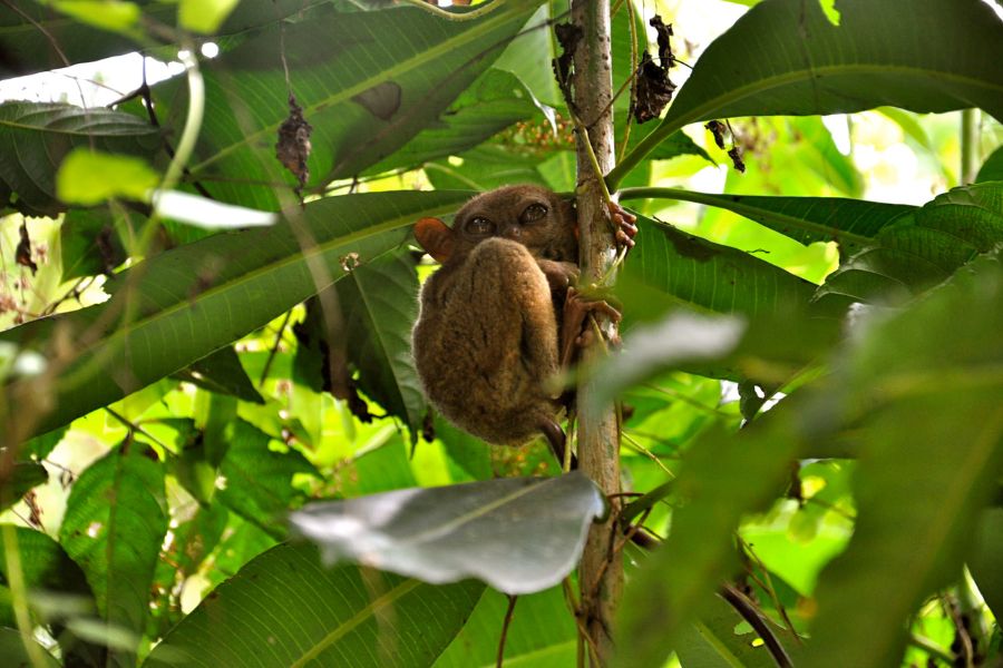 Tarsiers in Bohol -Wildlife Adventures in Asia