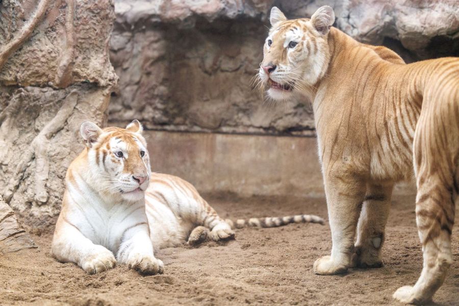 Tigers in Chiang Mai -Wildlife Adventures in Asia