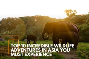 Top 10 Incredible Wildlife Adventures in Asia You Must Experience