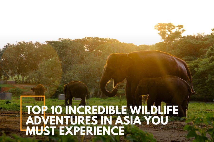 Top 10 Incredible Wildlife Adventures in Asia You Must Experience