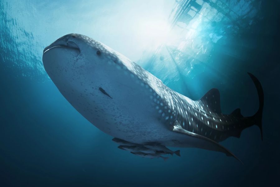 Whale Sharks in the Philippines -Wildlife Adventures in Asia