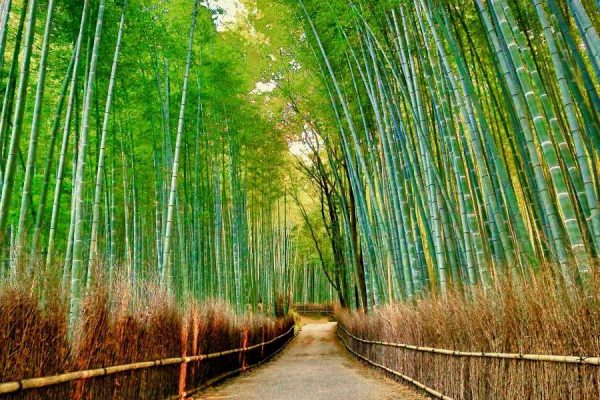 Arashiyama Bamboo Forest